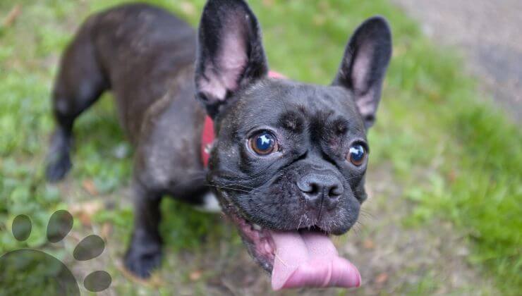 French Bulldog panting