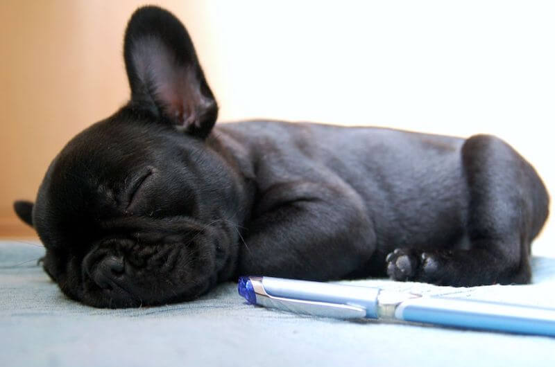 Frenchie sleeping