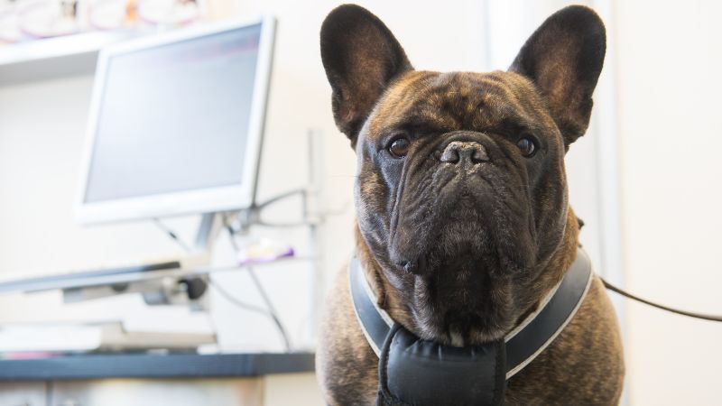 French Bulldog vet checkup