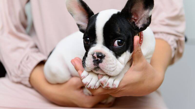 Are French Bulldogs good with kids