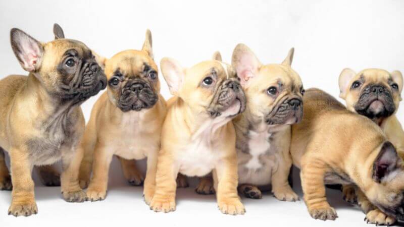 Group of puppies French Bulldogs