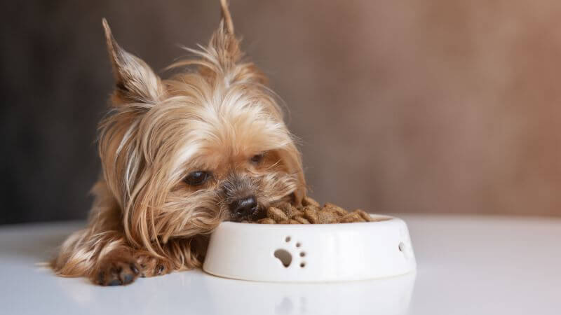 Get your dog to eat dog food again