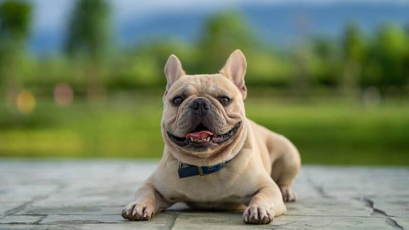 Obese French Bulldog