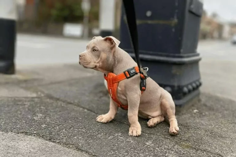 What is a Pocket Bully? (Dog Breed Overview + Facts!) Petlity