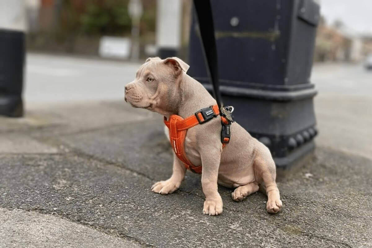 Pocket Bully breed