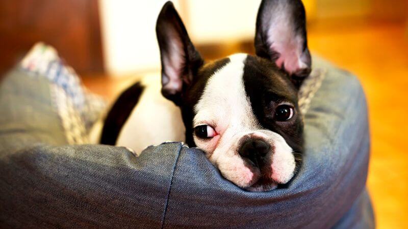 quiet French Bulldog