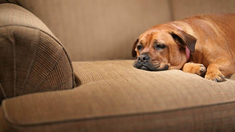 sad sick dog on couch