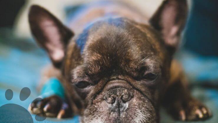 sick French Bulldog