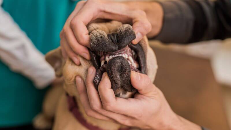 Vet checking Frech Bulldog teeth