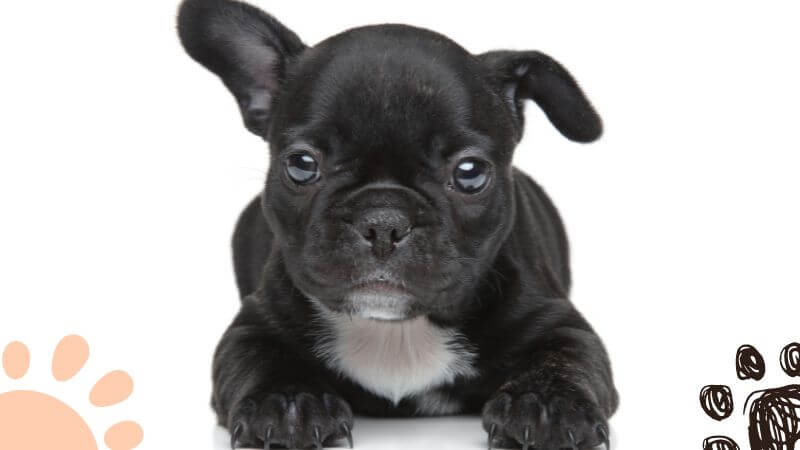 A black Frenchie puppy with one floppy ear