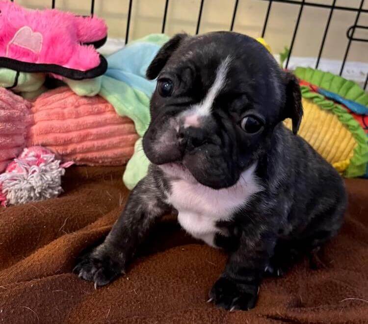 Black Frenchie puppy