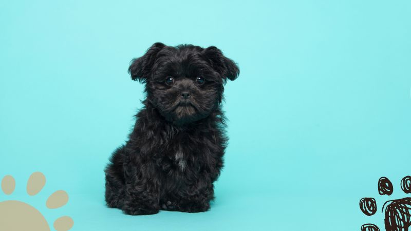 black Shih Tzu