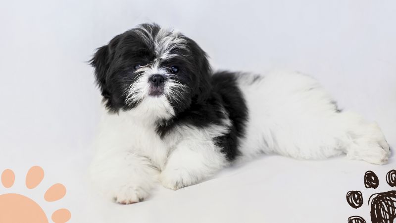 black and white Shih Tzu