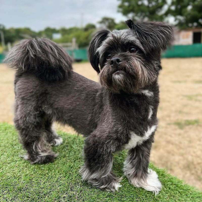 brindle Shih Tzu