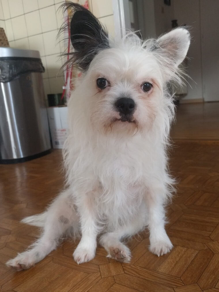 A white Frenchie Chinese crested seating on the floor