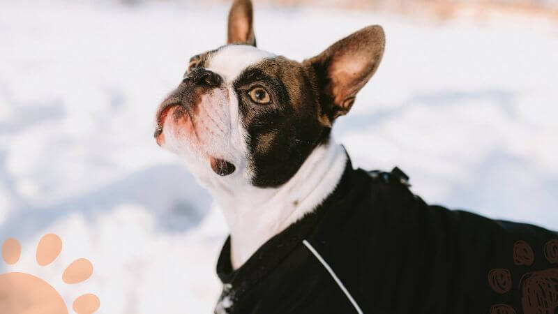 cold french bulldog in the snow