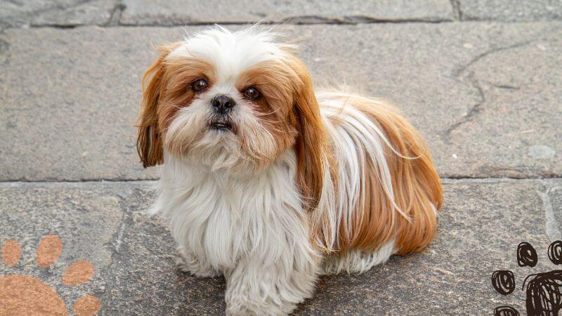 double colored Shih Tzu