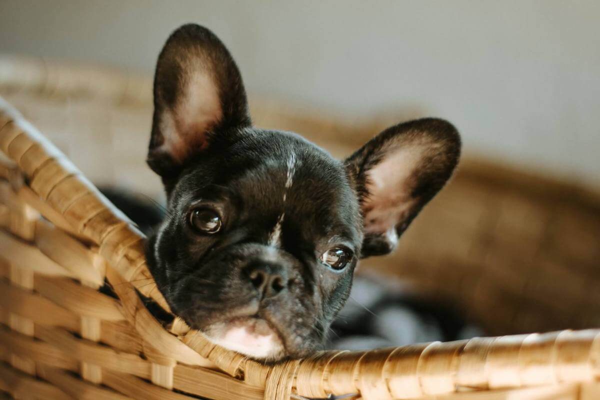 How to find reputable French Bulldog breeder