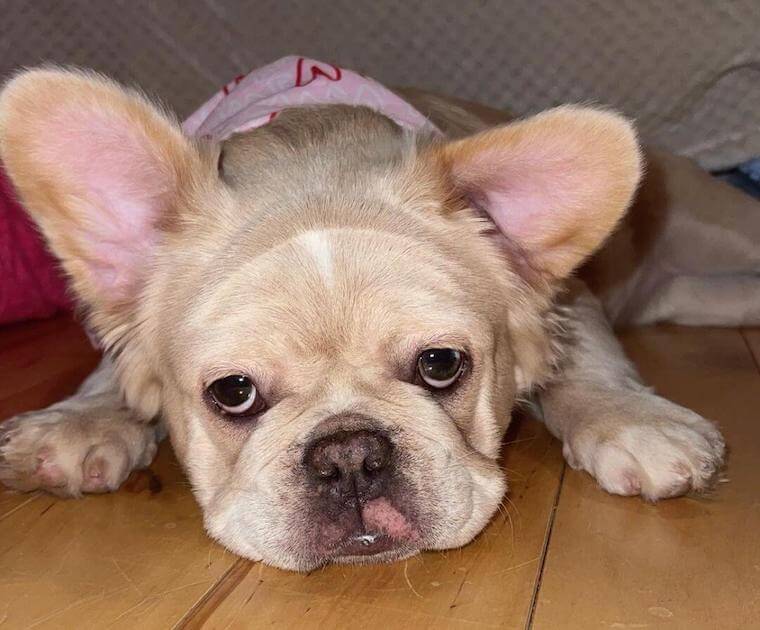 Sick fluffy French Bulldog