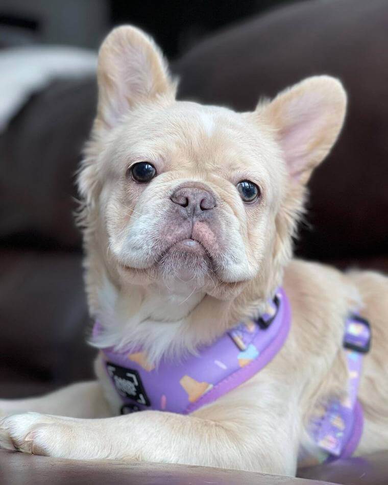 Fluffy French Bulldog seating on a couch