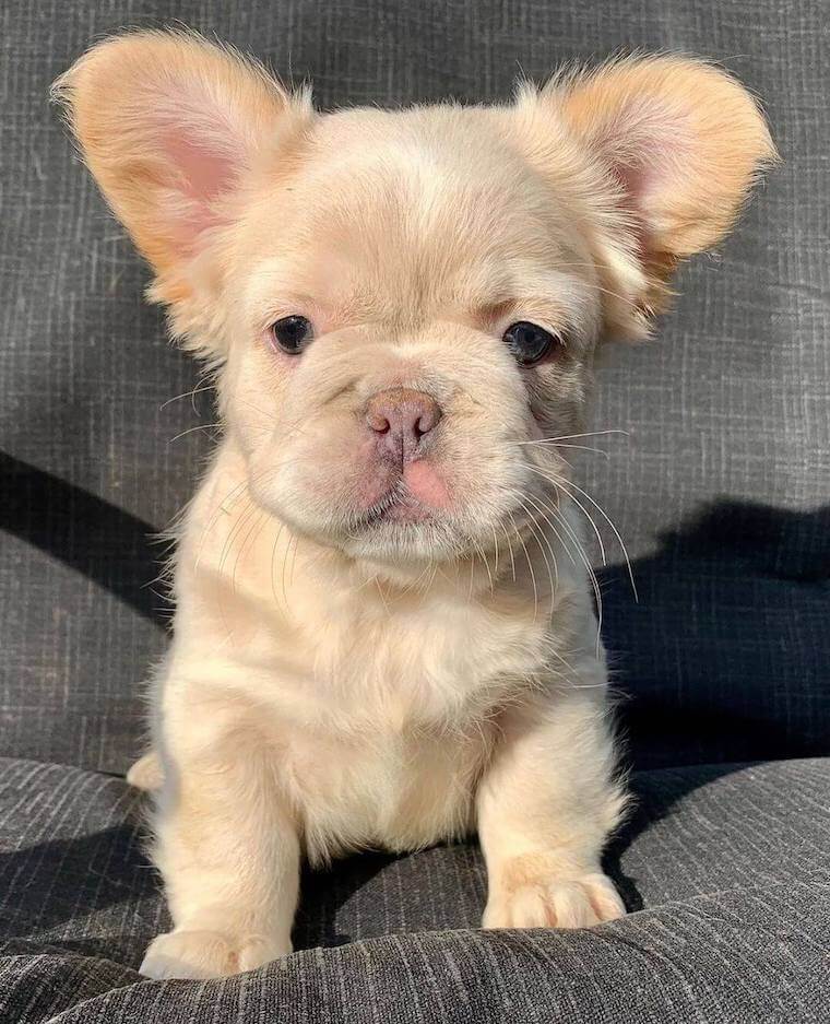 a fluffy Frenchie puppy staring