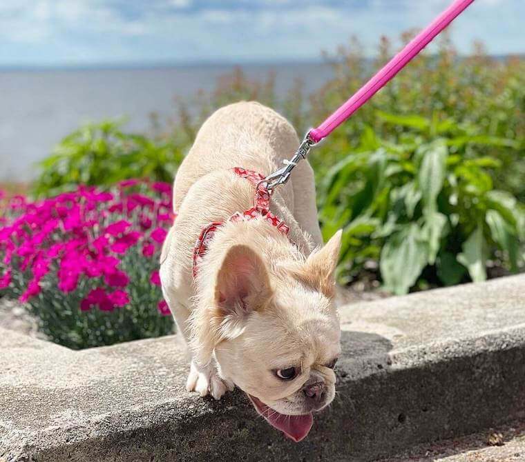 fluffy French Bulldog running outdoor