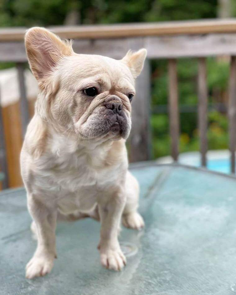 fluffy French Bulldog personality temperament