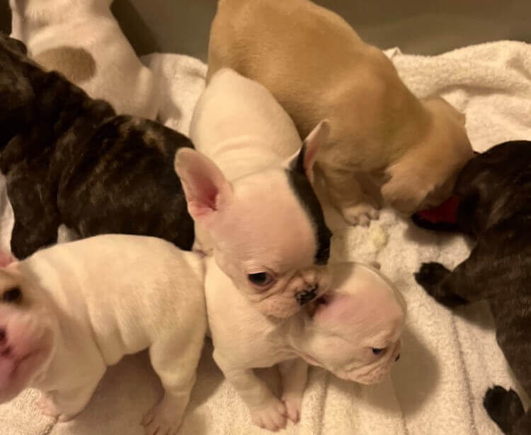 French Bulldog puppies in bed