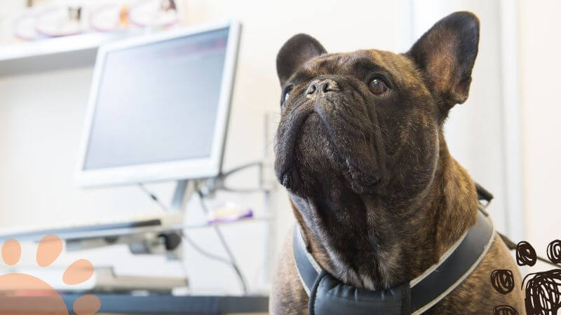 French Bulldog at the Veterinarian