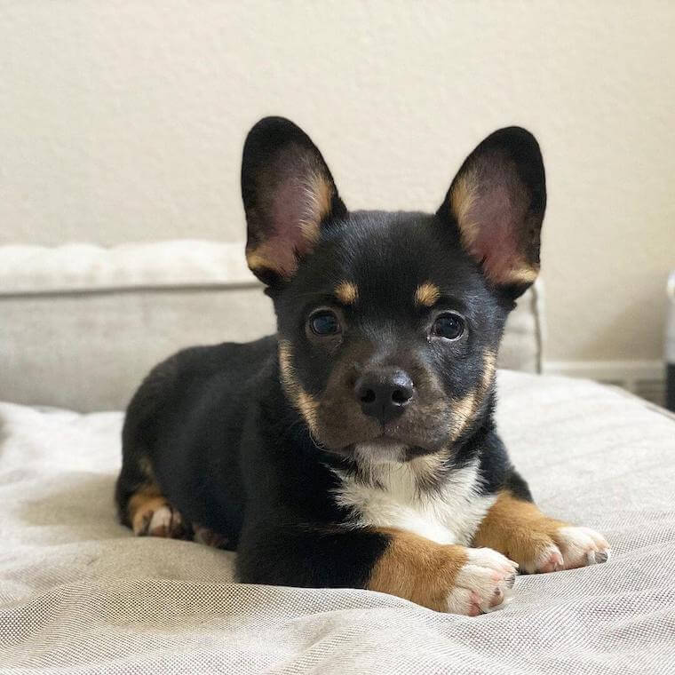 Frenchie Corgi mix puppy lying in bed