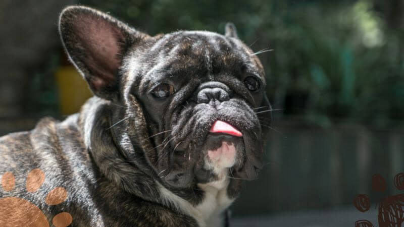 a French Bulldog drooling