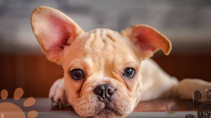 French Bulldog puppy with one floppy ear