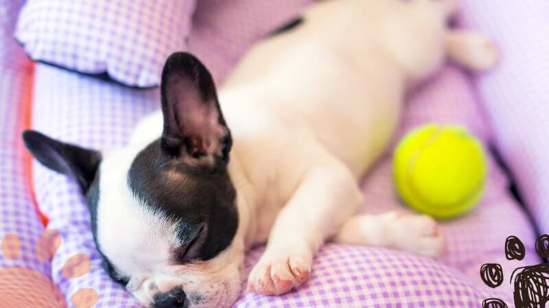 French Bulldog snoring a lot