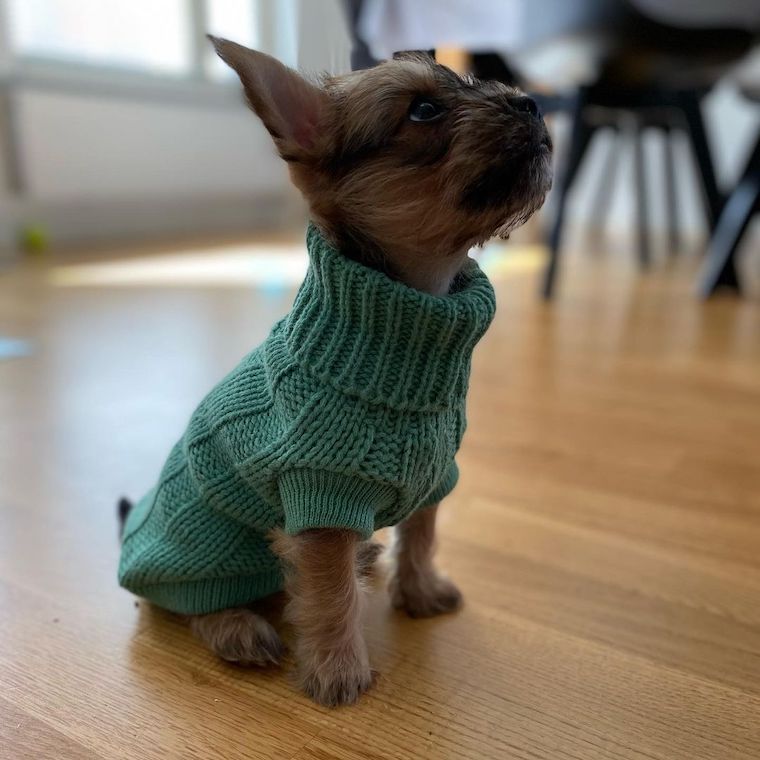 French Bulldog Yorkie Mix Diet and Nutrition