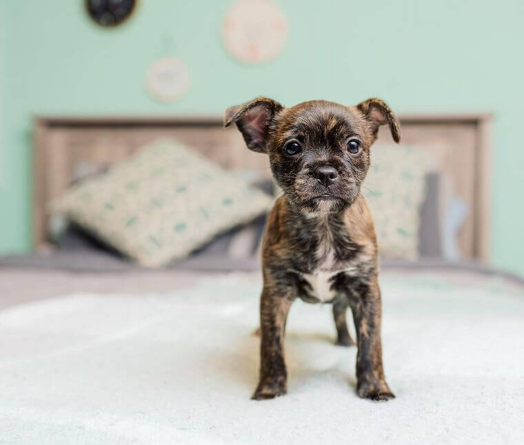 a French Bulldog Yorkie mix on a bed