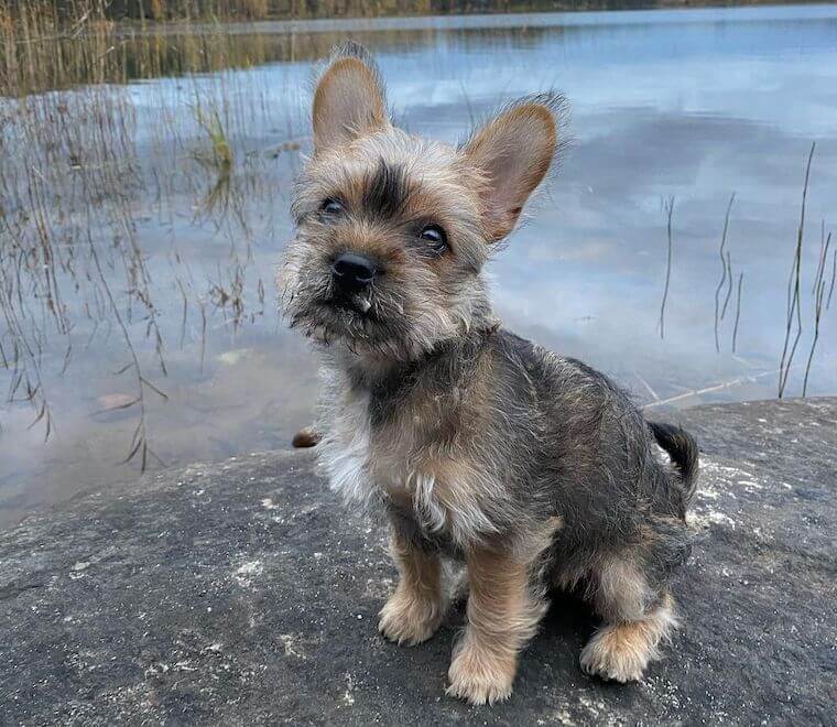 French Bulldog Yorkie Mix health concerns and lifespan