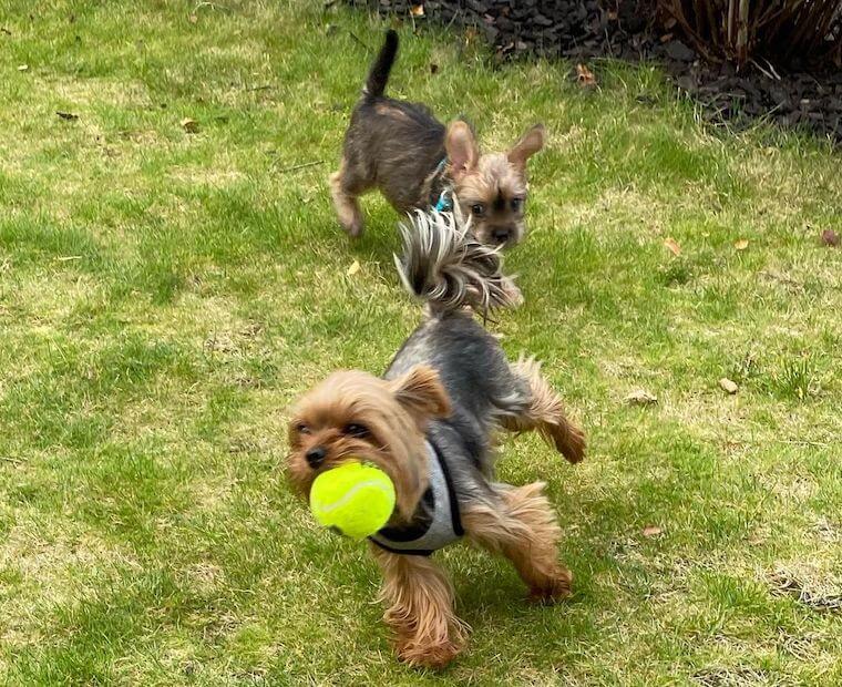 two frorkies playing outdoor