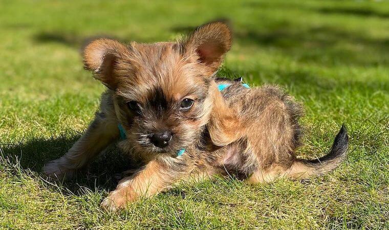French Bulldog Yorkie mix puppy outdoor