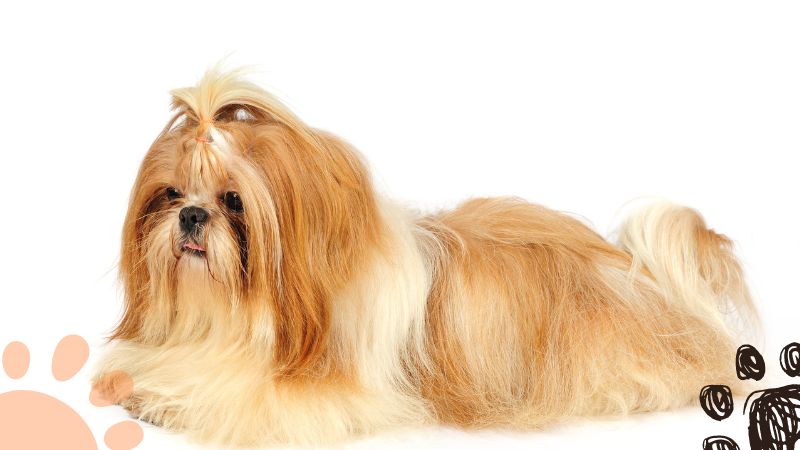 gold Shih Tzu