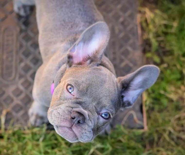 Lilac French Bulldog physical appearance