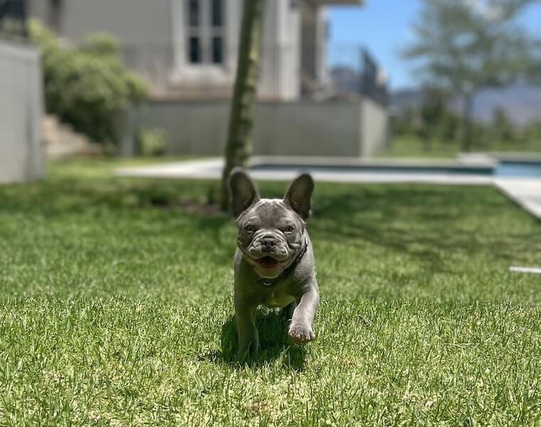 Lilac Frenchie Running