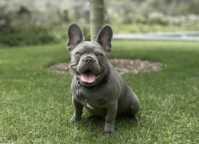 Lilac Frenchie breed history