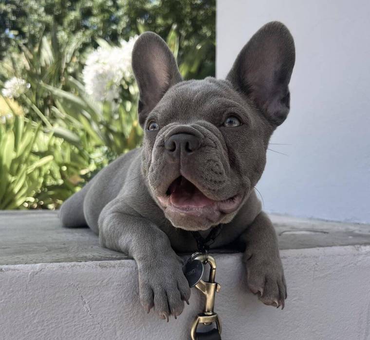 Lilac Frenchie training