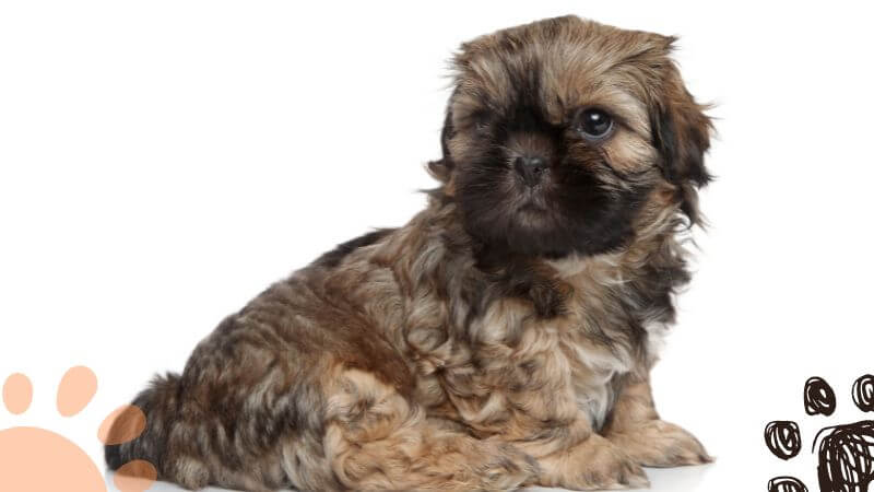 liver Shih Tzu