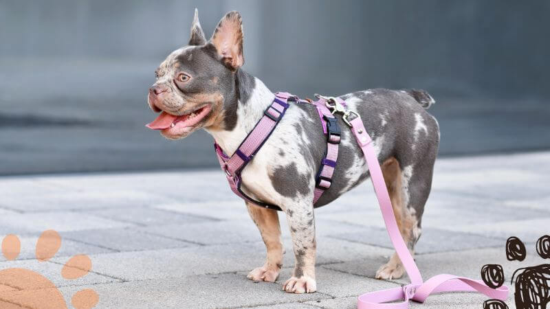 Merle French Bulldog on a leash