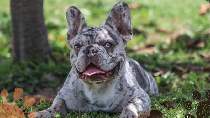 Merle French Bulldog outside