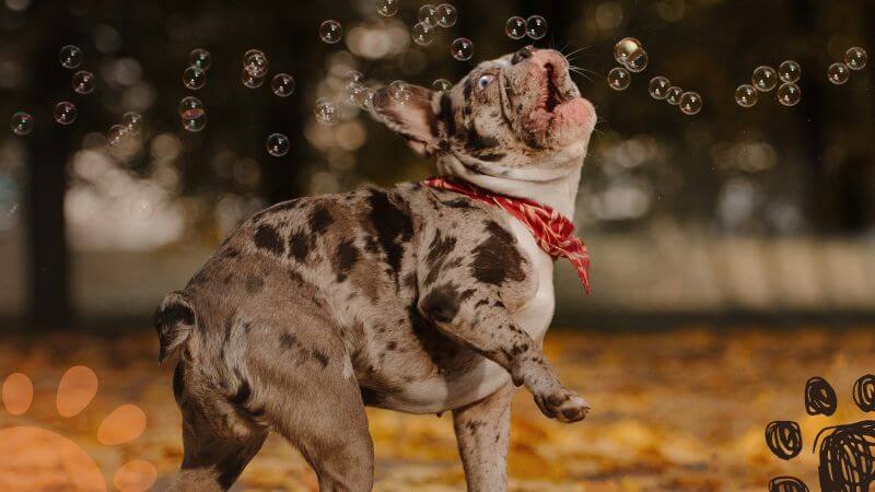 Merle Frenchie playing outside