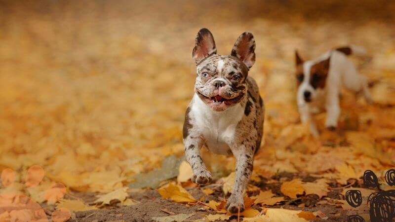 Merle Frenchie running in the park