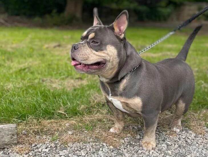 Pocket Bully on a leash