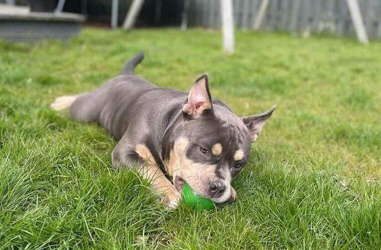 Pocket Bully playing with toy